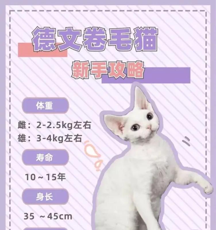 德文卷毛猫（揭秘德文卷毛猫的由来与特点）