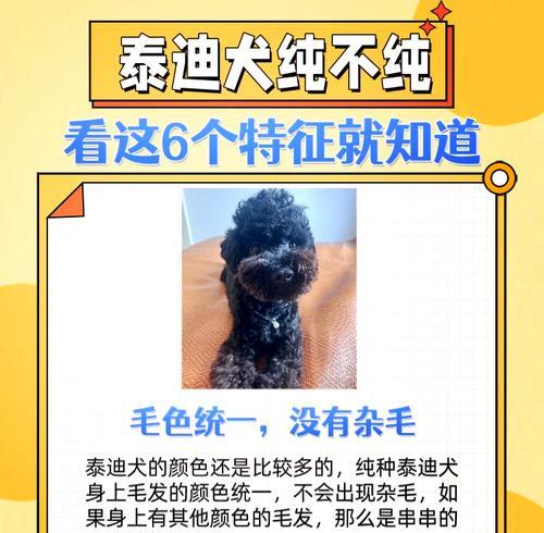 泰迪犬的价格与颜色有关吗？（哪种颜色的泰迪犬最贵？一探价格的奥秘）
