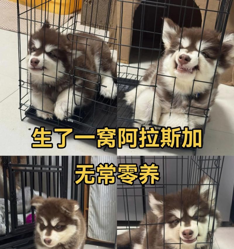 新手饲养阿拉斯加犬的全面指南（阿拉斯加犬饲养注意事项与技巧解析）