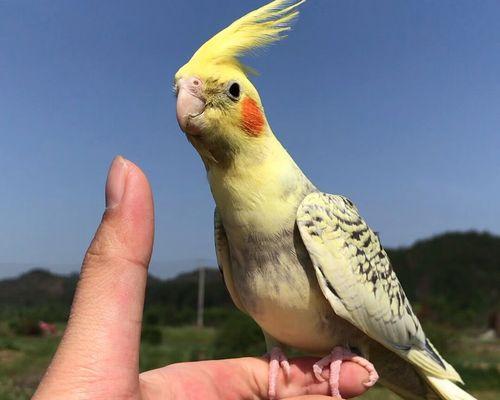 选择适合笼养繁殖的鸟类（养鸟爱好者必读，了解哪些鸟适合在家中繁殖）