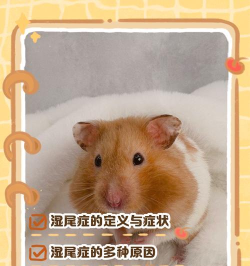 仓鼠湿尾的原因及应对方法（新手饲养仓鼠时常见的湿尾问题如何处理）