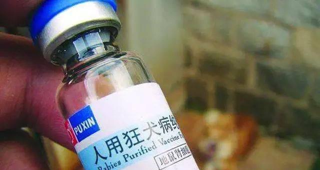 狗疫苗的储存期限及保存方法（保质期长短取决于保存环境）