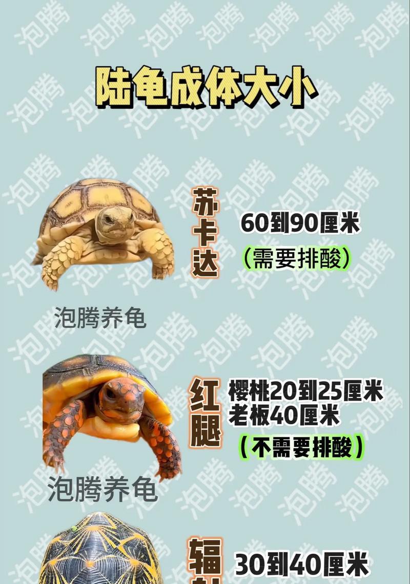 新手乌龟养护指南（如何正确养护新手乌龟）