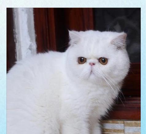 波斯猫与加菲猫（探究波斯猫和加菲猫的区别及其影响价格因素）