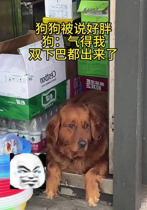 如何判断金毛是否胖？（以金毛每顿吃多少为标准）