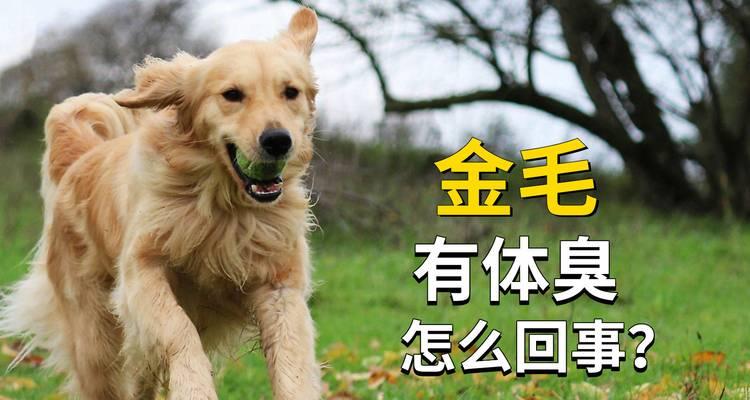 金毛便便臭的原因分析及缓解方法（解决金毛犬臭便便问题的有效方法）