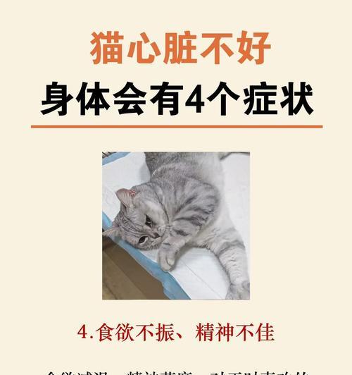 猫与人的脾气性格相互作用（80%的猫疾病源于压力，了解压力对猫咪健康的重要性）