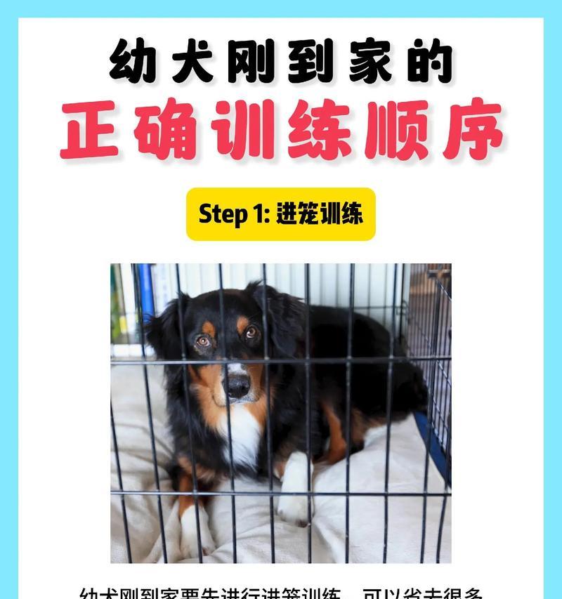 小狗训练六要点（从小教导最简单，打造听话的小狗）