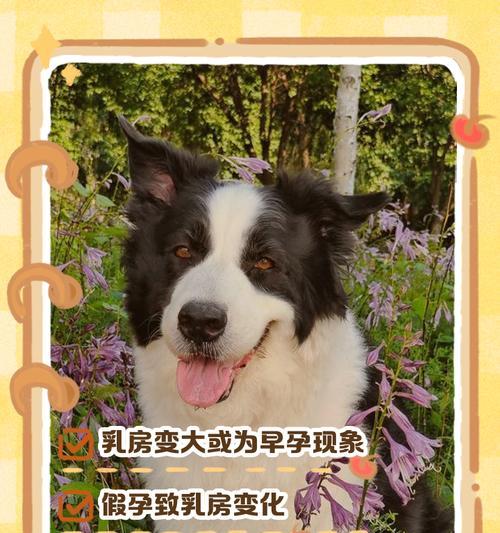 狗狗为什么会有例假（探究狗狗例假的原因与影响）
