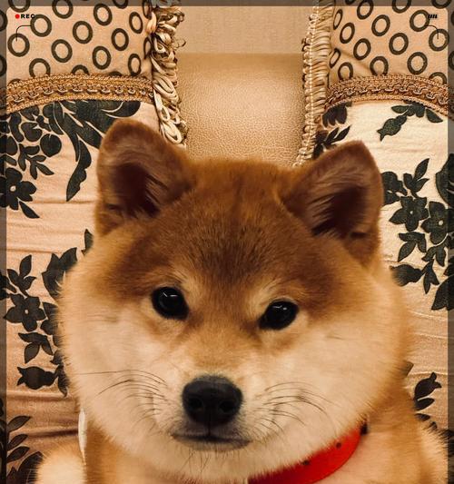 柴犬的优点与特点（可爱、活泼、聪明的柴犬特性）