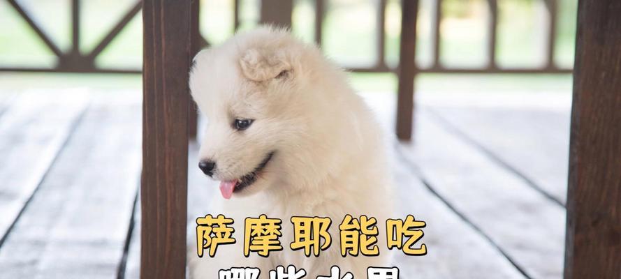 萨摩犬的饮食频率与习惯（了解萨摩犬的进食规律，保证其健康成长）