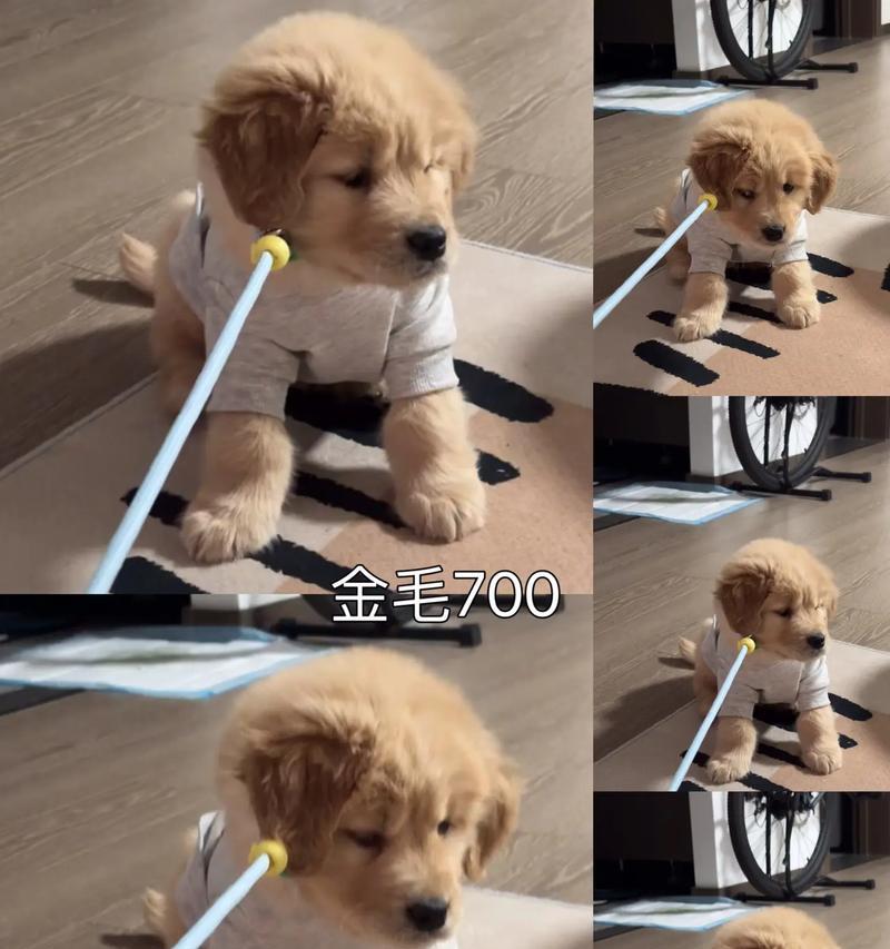 金毛犬生仔周期与特点解析（了解金毛犬生仔周期，为您的宠物健康繁殖提供指南）