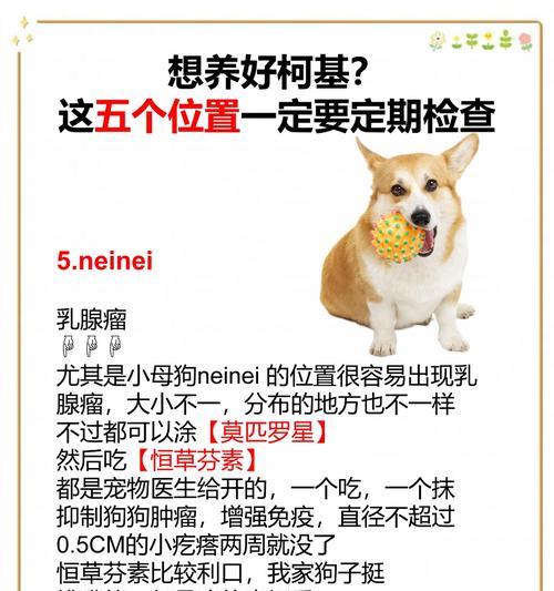 柯基狗狗的饮水频率（揭秘柯基犬每天饮水的重要性及适宜量）