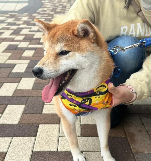 柴犬的舔舐行为（柴犬舔舐行为的原因及其表达的意思）