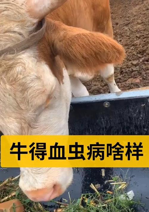 狗血虫病的治愈时间和关键因素（探寻治疗狗血虫病的关键因素，预计康复时间）
