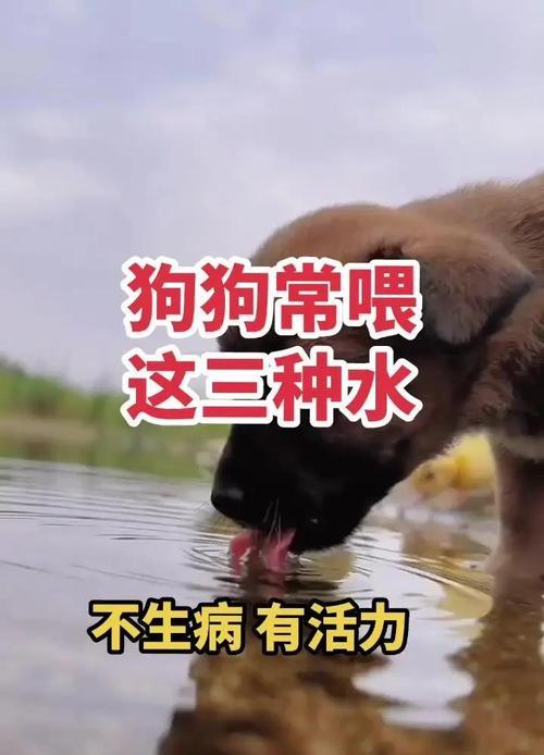 狗狗的日常水需求量与养护方法（掌握狗狗饮水量，让爱宠远离缺水困扰）