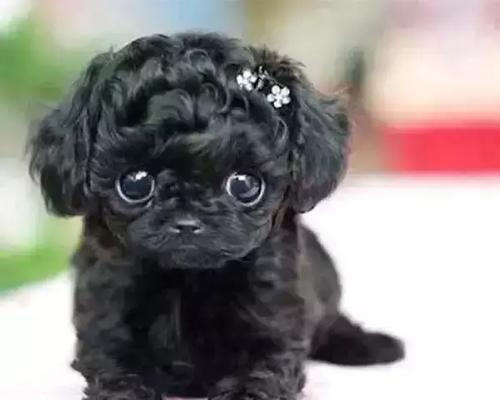 茶杯犬真的不会长大吗？（探讨茶杯犬成年后的大小变化及价格信息）