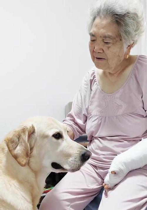 幼犬与主人熟悉的过程（深入了解幼犬与主人相处的时间和方法）