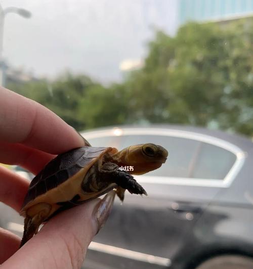 黄缘喂食后排便情况解析（黄缘喂食多久后排便正常？）