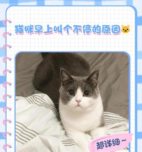 猫咪为什么要早上喊主人起床？（揭秘猫咪叫醒主人的原因及其需求）