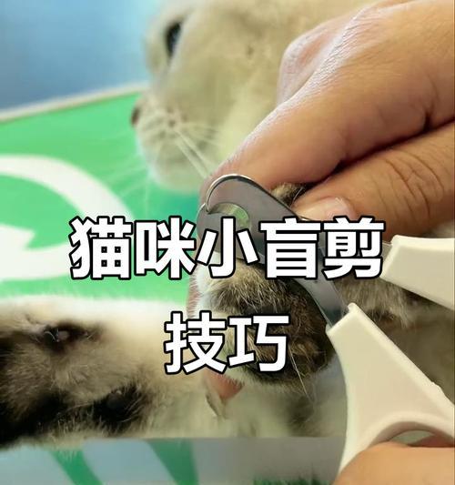 如何处理猫指甲剪流血？（有效的护理方法及注意事项）