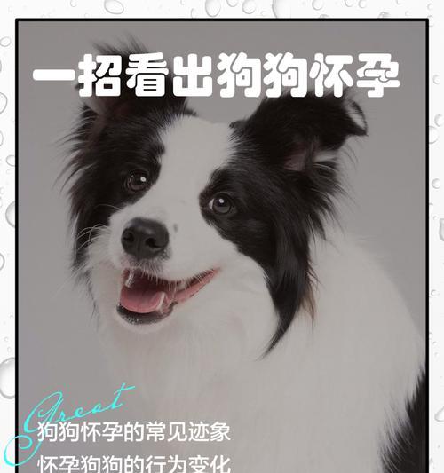 狗狗怀孕的确认时间（探索了解狗狗怀孕的周期和迹象，以及确定怀孕的关键因素）