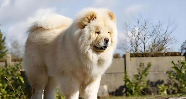 松狮犬偏瘦的原因及解决方法（探究松狮犬偏瘦的四个原因，为你提供解决方法）