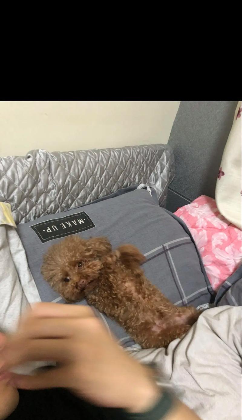 泰迪小狗的颜色变化（探索泰迪小狗毛发变色的时间、原因与方法）