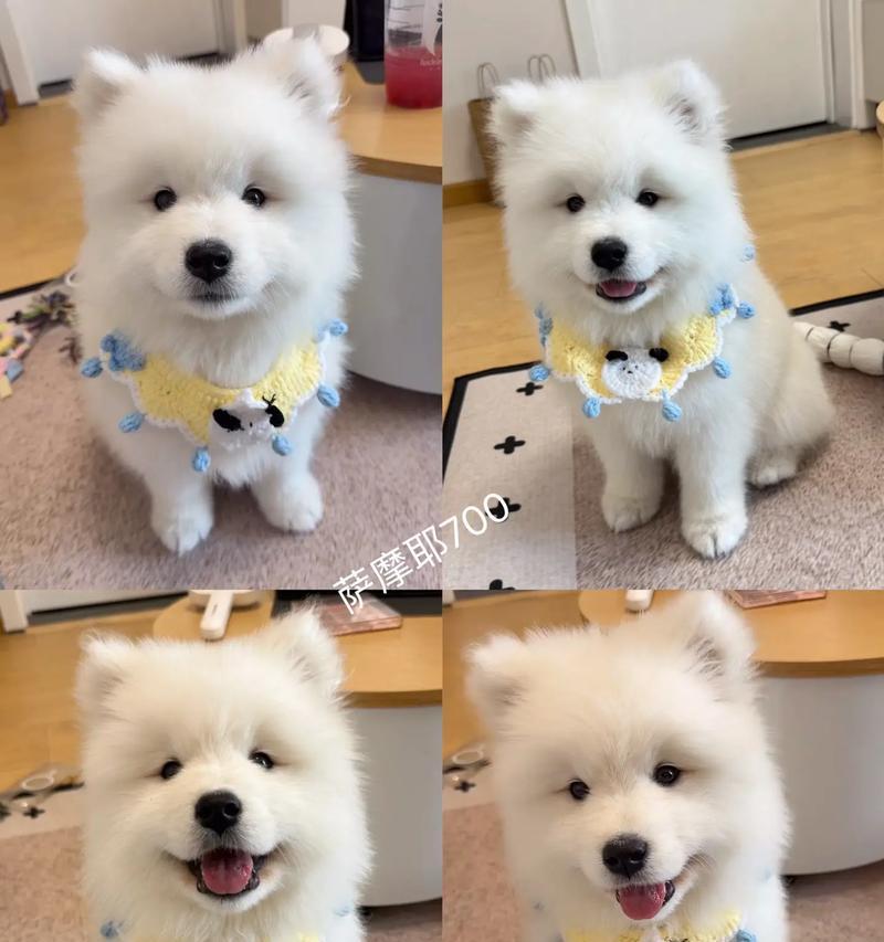 养萨摩犬需要等待多久？（以萨摩出生多久可以养？）