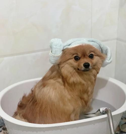 博美犬的小便频率与健康（探究博美犬小便频率的影响因素及注意事项）