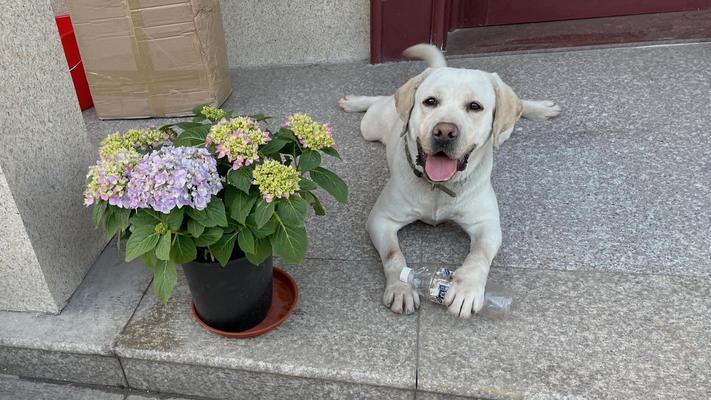 拉布拉多犬的成型过程（探秘拉布拉多犬从幼犬到成犬的发展历程）