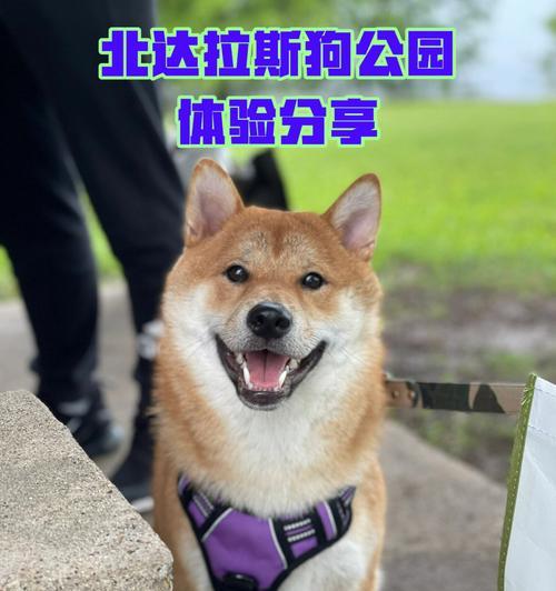 狗狗掉毛红黑榜（揭秘掉毛最厉害的狗狗品种，帮你选择不再为毛发困扰！）