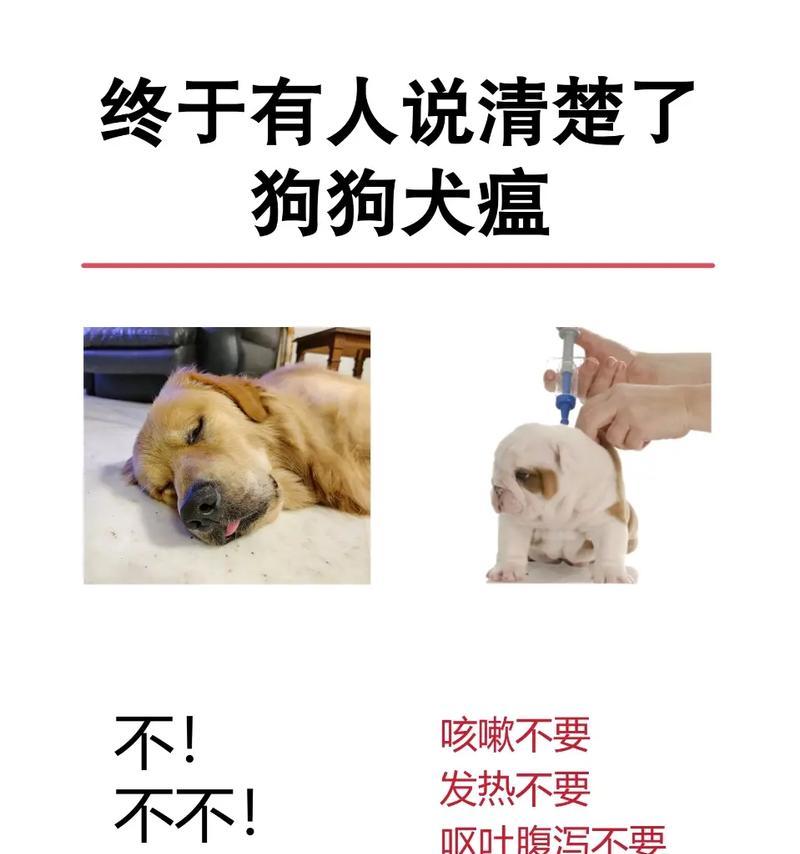 确诊犬瘟热病毒的方法与区分普通感冒的关键（了解犬瘟热病毒及其症状，准确诊断与区分常见感冒）