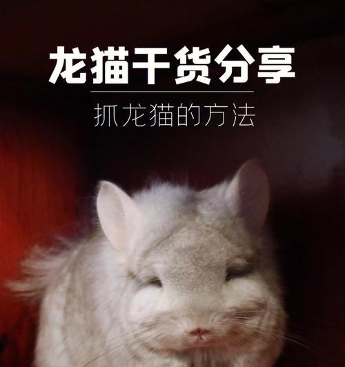 探秘龙猫的神奇世界（龙猫特点大揭秘｜可爱、温顺、善于跳跃｜专属关爱让它快乐成长）