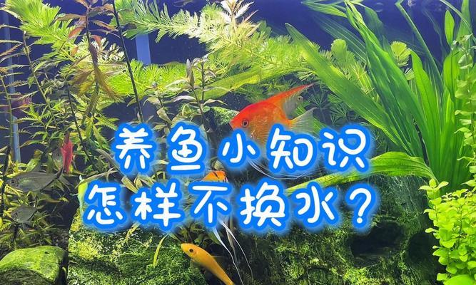 合理换水养鱼的方法与注意事项（多久换水养鱼更科学，一起了解养鱼的窍门）