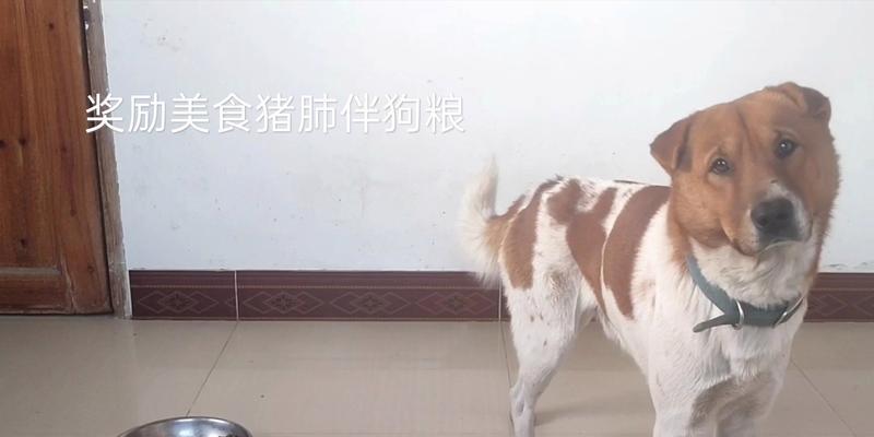 狗吃猪肺需要煮多久才合适？（探究猪肺煮熟时间对狗的影响）