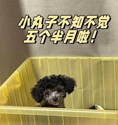 狗狗的断奶时机（探索狗狗断奶的时间点和注意事项）
