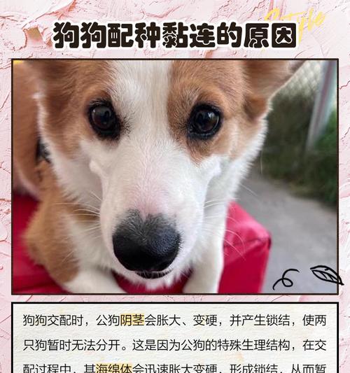 狗狗绝育后为何易发胖？解析背后的原因（探究为何一些狗狗在绝育后容易发胖）