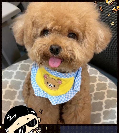 泰迪狗狗（探索泰迪狗狗听觉发育的奥秘）