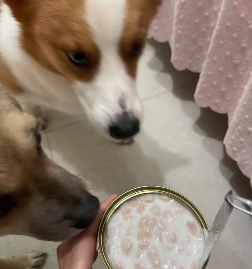 狗狗刨腹产后的哺乳时间和注意事项（了解狗狗刨腹产后下奶时间，帮助狗妈妈和幼崽健康成长）