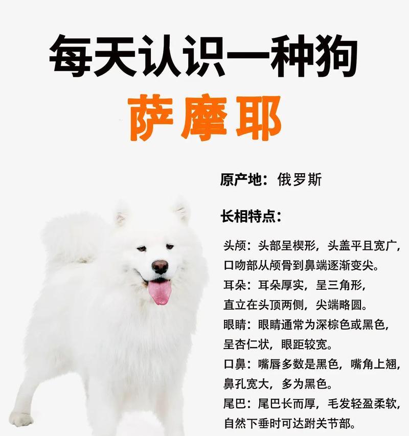 成犬萨摩毛长多久（探索萨摩耐心等待绵长底毛的成长周期）
