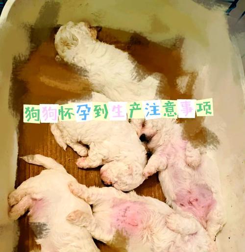 狗狗配种后多久才能确认是否怀孕？（探究狗狗配种后怀孕的时间线和相关迹象）