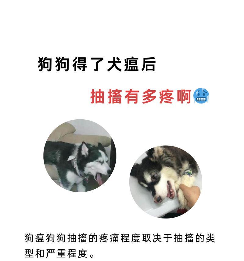 揭秘狗狗四肢无力走路摇晃的共济失调症（共济失调症）