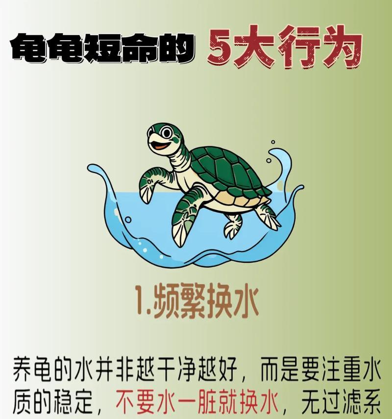 乌龟的正确饲养方法（打造一个舒适健康的乌龟家园）