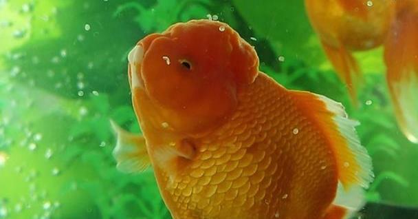金鱼追星现象（揭秘金鱼追星潮流）