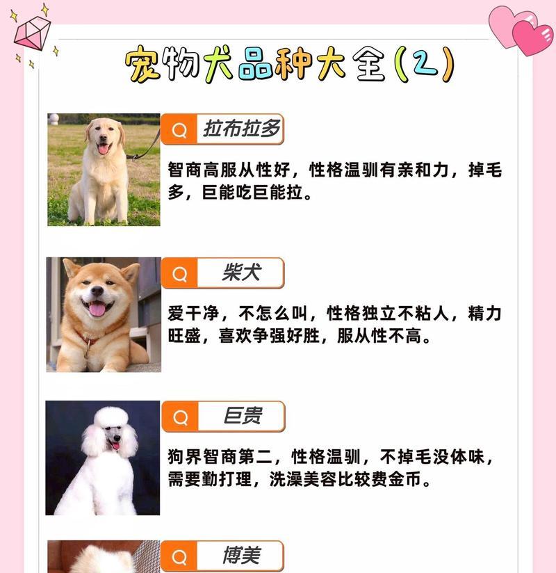 探索小短腿犬种的奇妙世界（这些令人心动的短腿犬品种，你喜欢哪一只？）