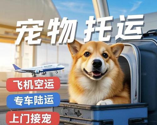 空运狗狗的费用及注意事项（了解狗狗空运所需费用及相关要点，让你的宠物旅行更安心）