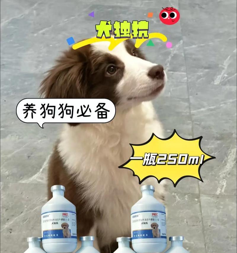 以细小消毒后多久能养狗（了解狗养育的合适时机及注意事项）