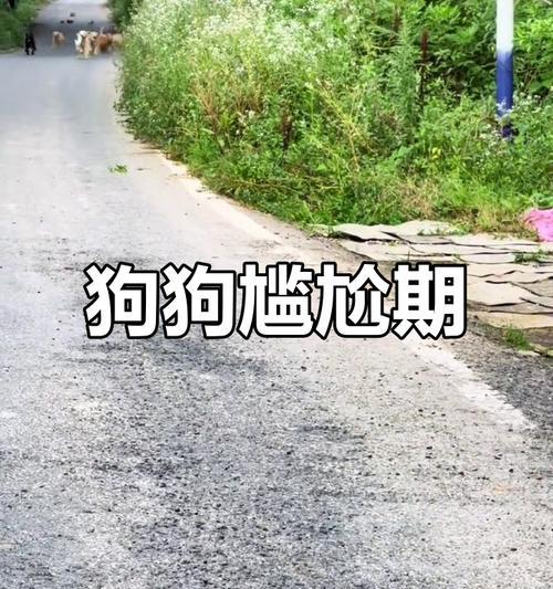 揭秘狗狗尴尬期（了解狗狗尴尬期的发生时机和表现，帮助宠物主人更好地应对）