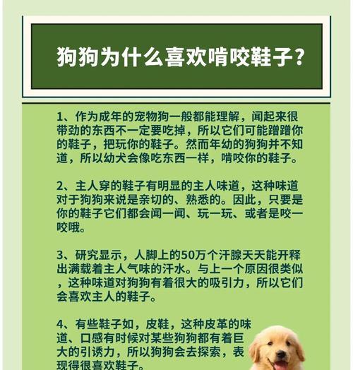 金毛睡眠时间研究（揭秘金毛的睡眠习惯与需要，探究金毛睡眠时间的变化因素）